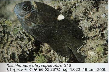 Dischistodus chrysopoecilus